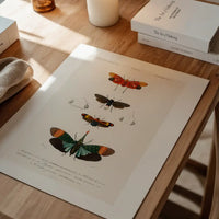 Butterfly Diagram Vintage Antique Print