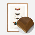 Oak Wood Frame