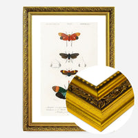 Butterfly Diagram Vintage Antique Print