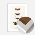 White Wood Frame