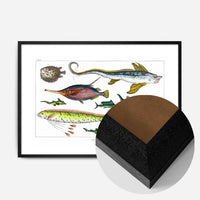 Fish Vintage Antique Print