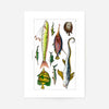 Fish Vintage Antique Print