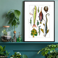 Fish Vintage Antique Print