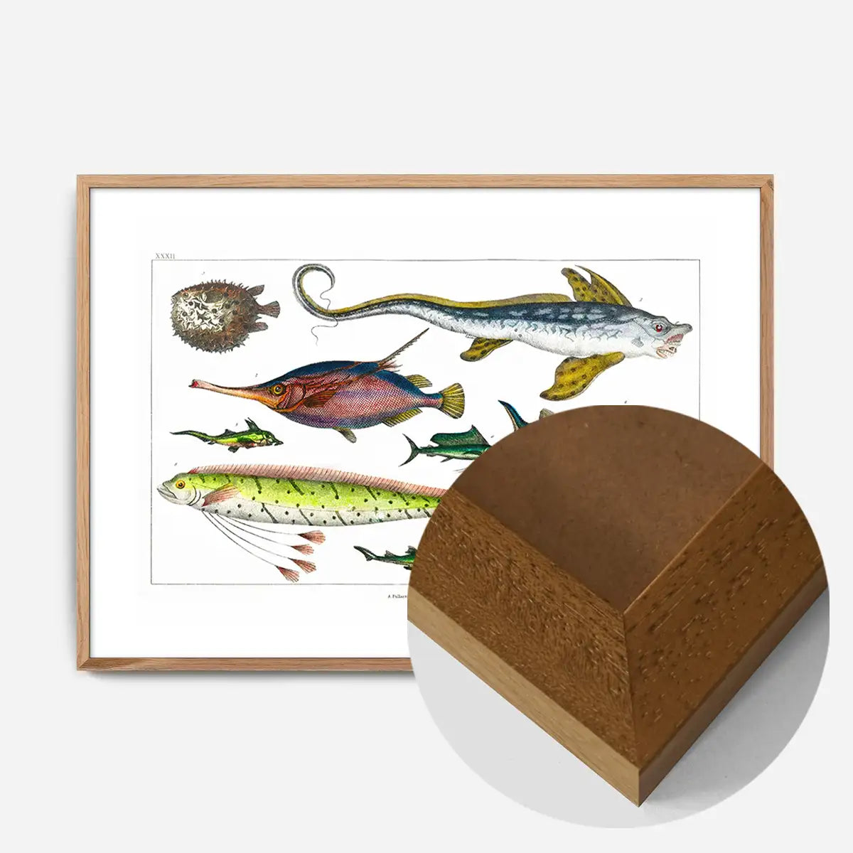 Fish Vintage Antique Print