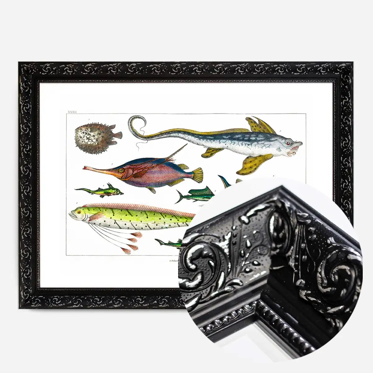 Fish Vintage Antique Print