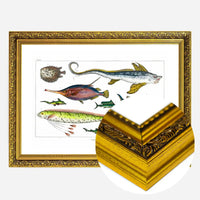 Fish Vintage Antique Print