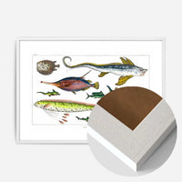 Fish Vintage Antique Print