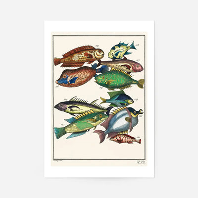 Fish 2 Vintage Antique Print