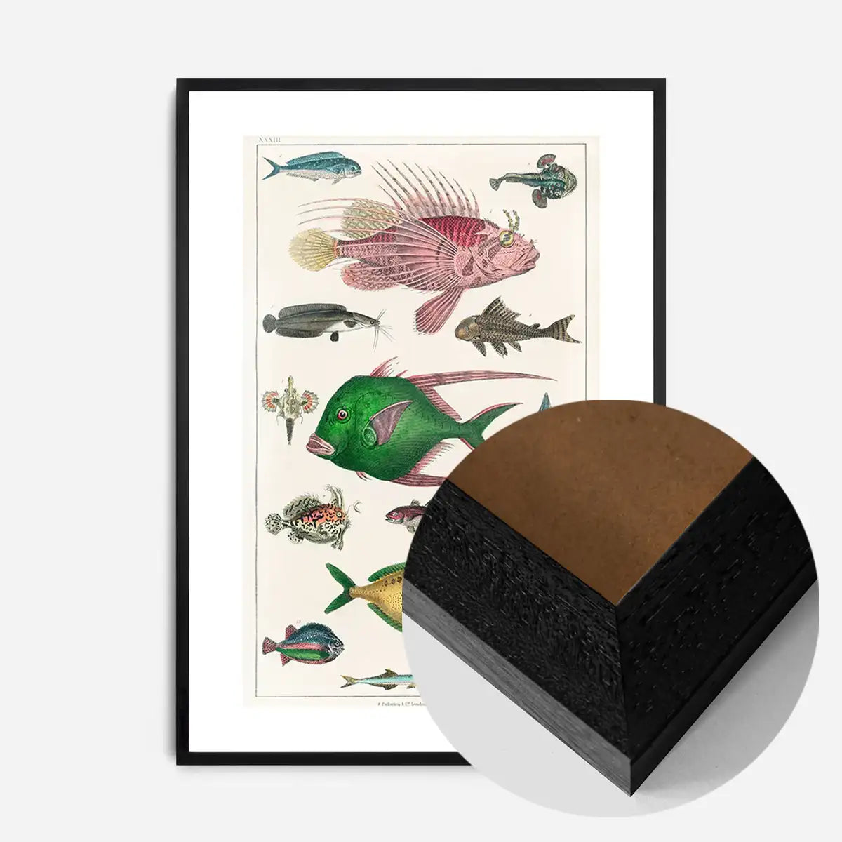 Fish 3 Vintage Antique Print