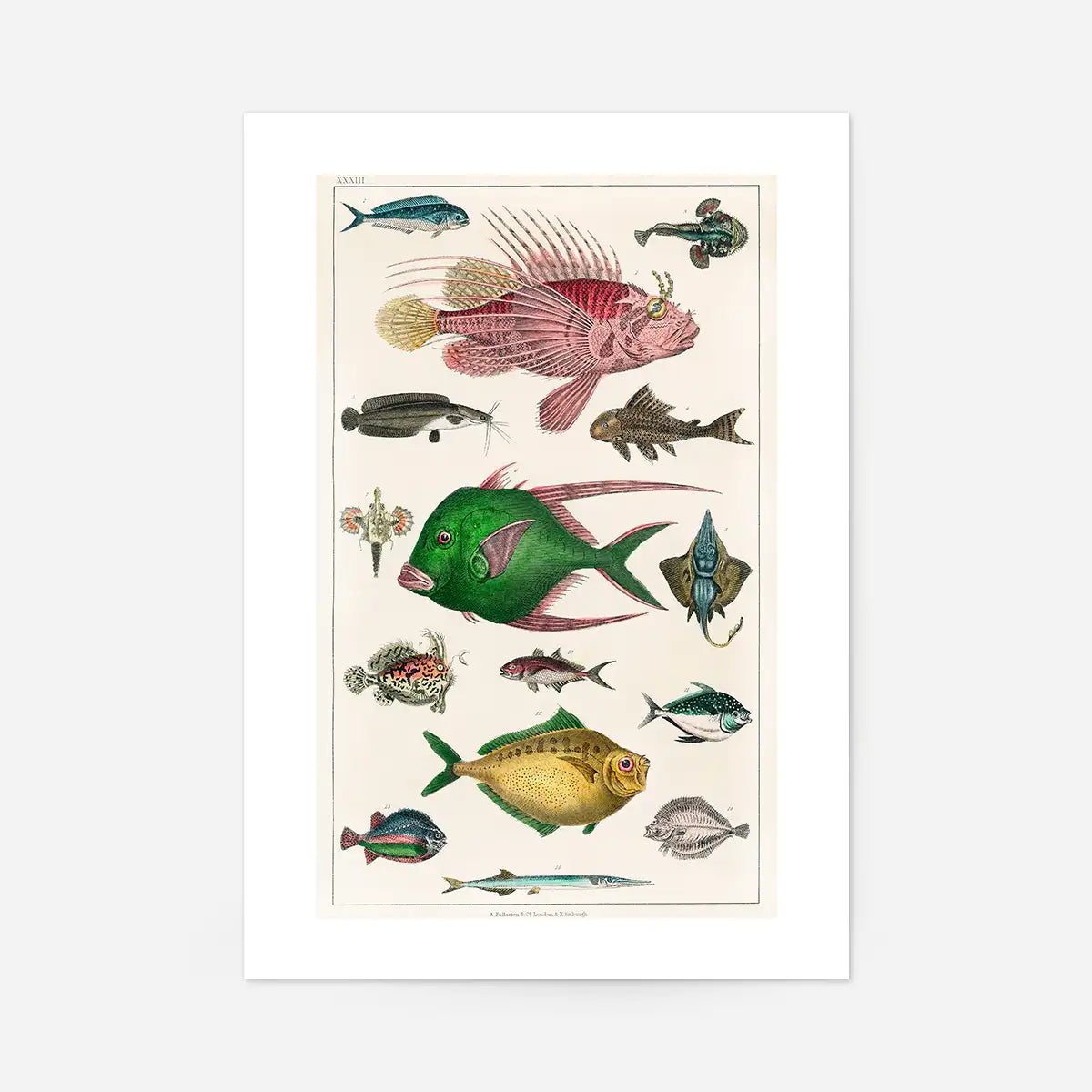 Fish 3 Vintage Antique Print