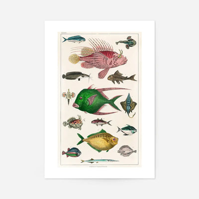 Fish 3 Vintage Antique Print