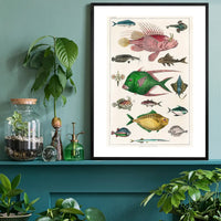 Fish 3 Vintage Antique Print