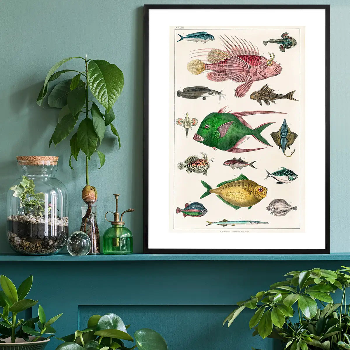 Fish 3 Vintage Antique Print
