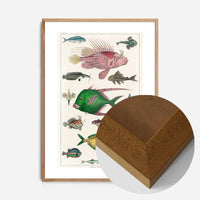 Fish 3 Vintage Antique Print