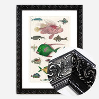 Fish 3 Vintage Antique Print
