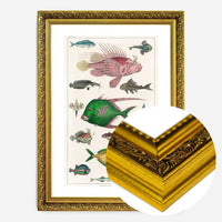 Fish 3 Vintage Antique Print