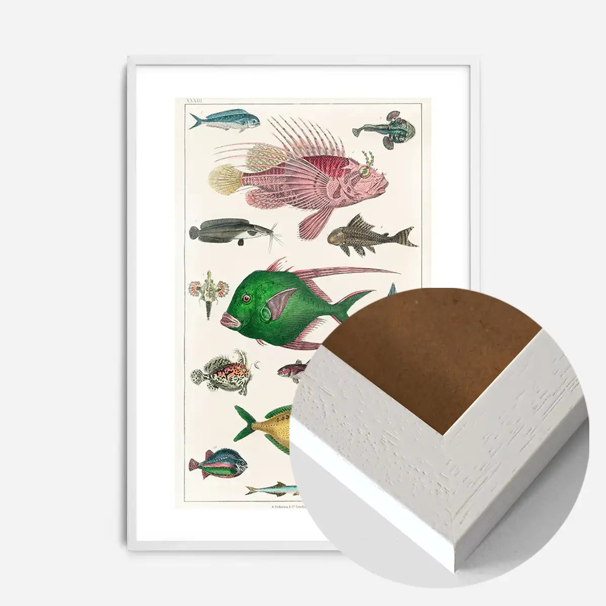 Fish 3 Vintage Antique Print