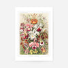 Orchidea Flowers Vintage Antique Print