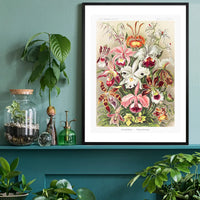 Orchidea Flowers Vintage Antique Print