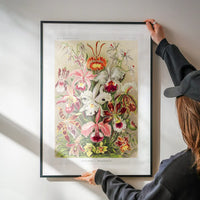 Orchidea Flowers Vintage Antique Print