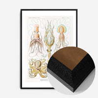 Gamochonia Octopus and Squid Vintage Antique Print