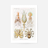 Gamochonia Octopus and Squid Vintage Antique Print