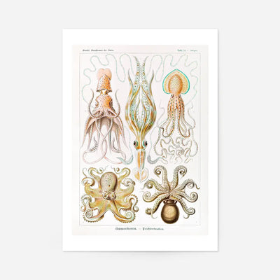 Gamochonia Octopus and Squid Vintage Antique Print