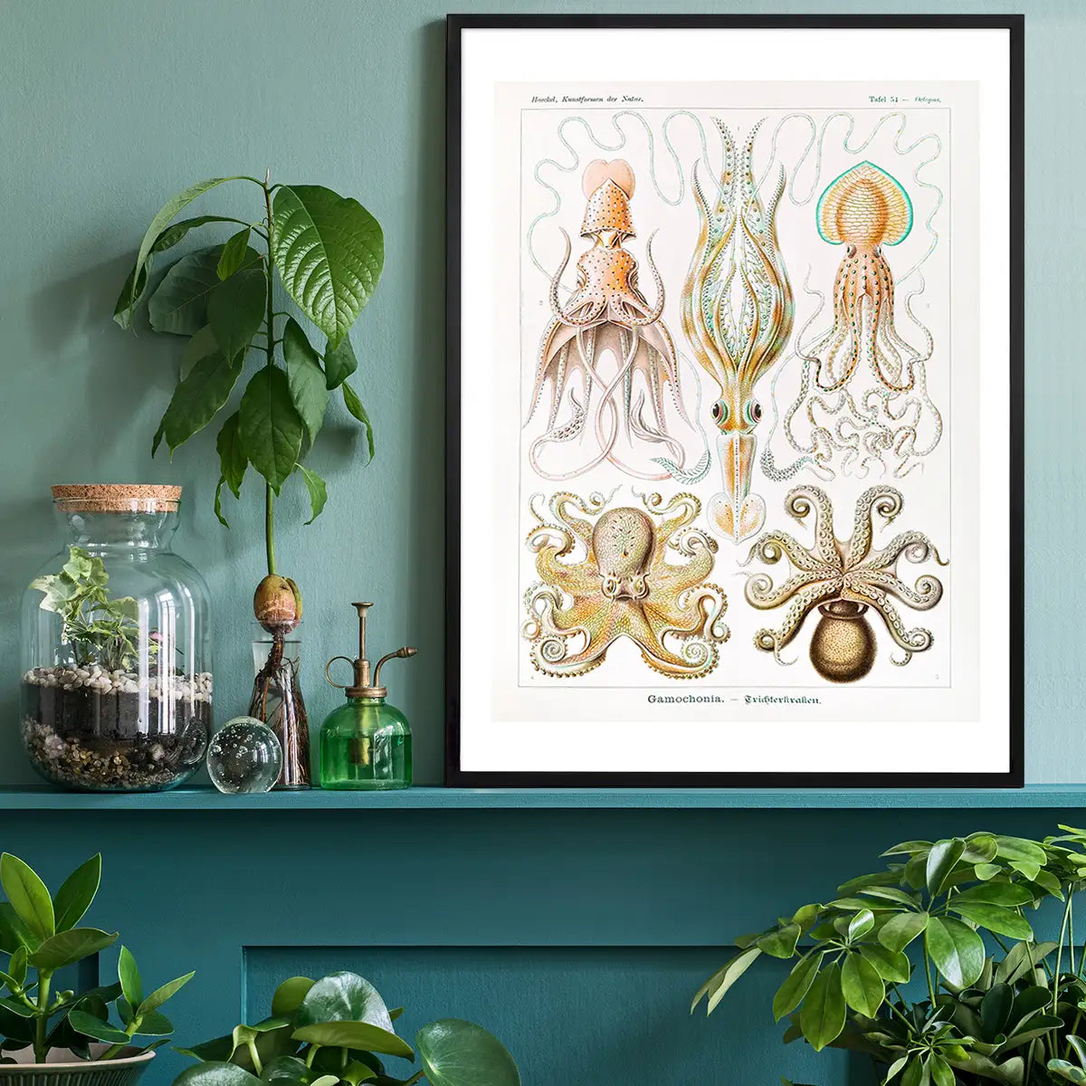 Gamochonia Octopus and Squid Vintage Antique Print