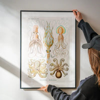 Gamochonia Octopus and Squid Vintage Antique Print