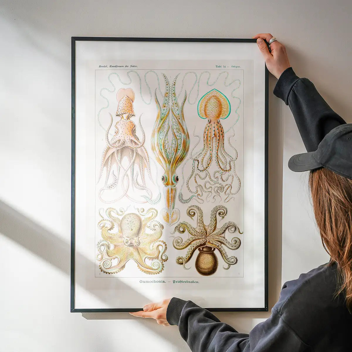 Gamochonia Octopus and Squid Vintage Antique Print