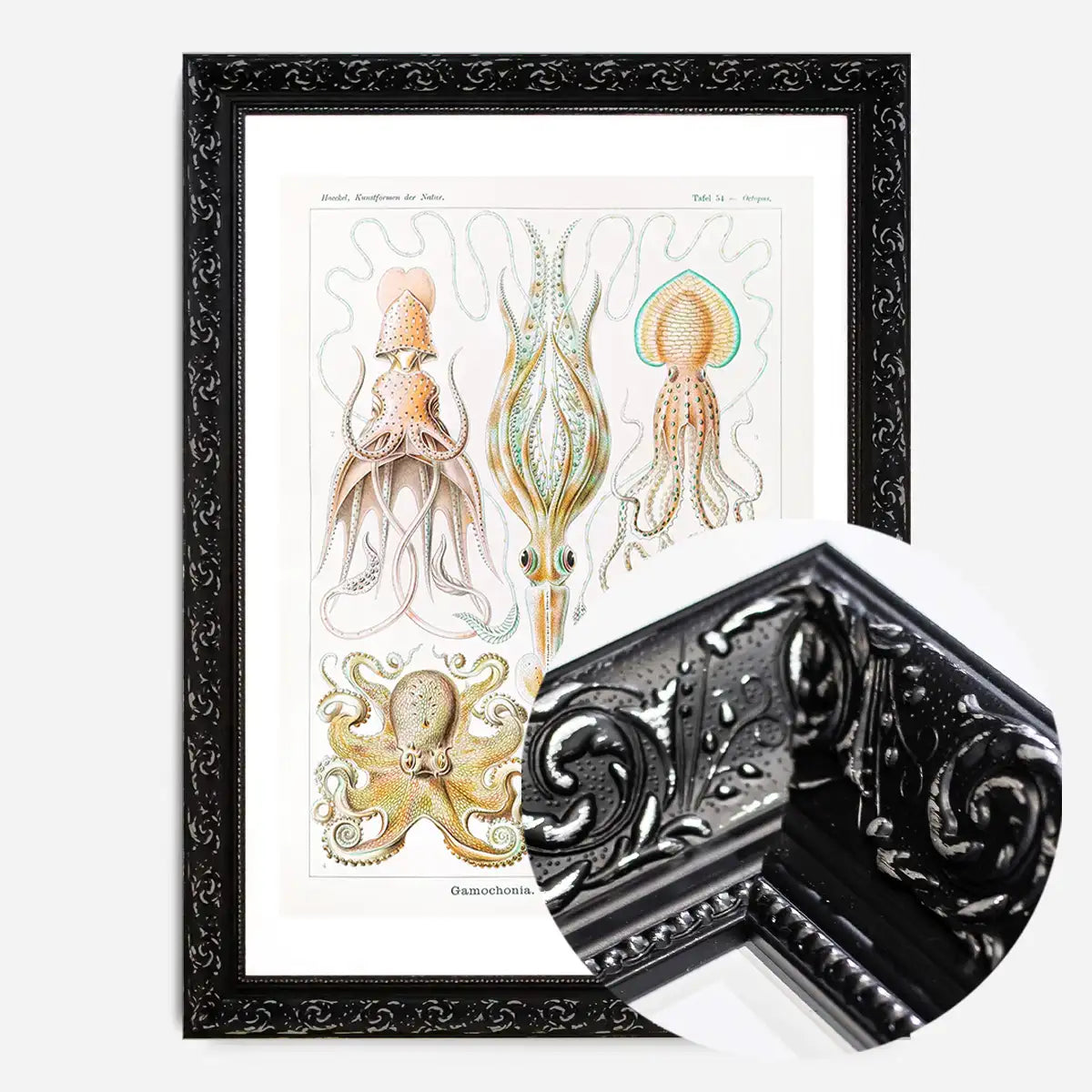 Gamochonia Octopus and Squid Vintage Antique Print