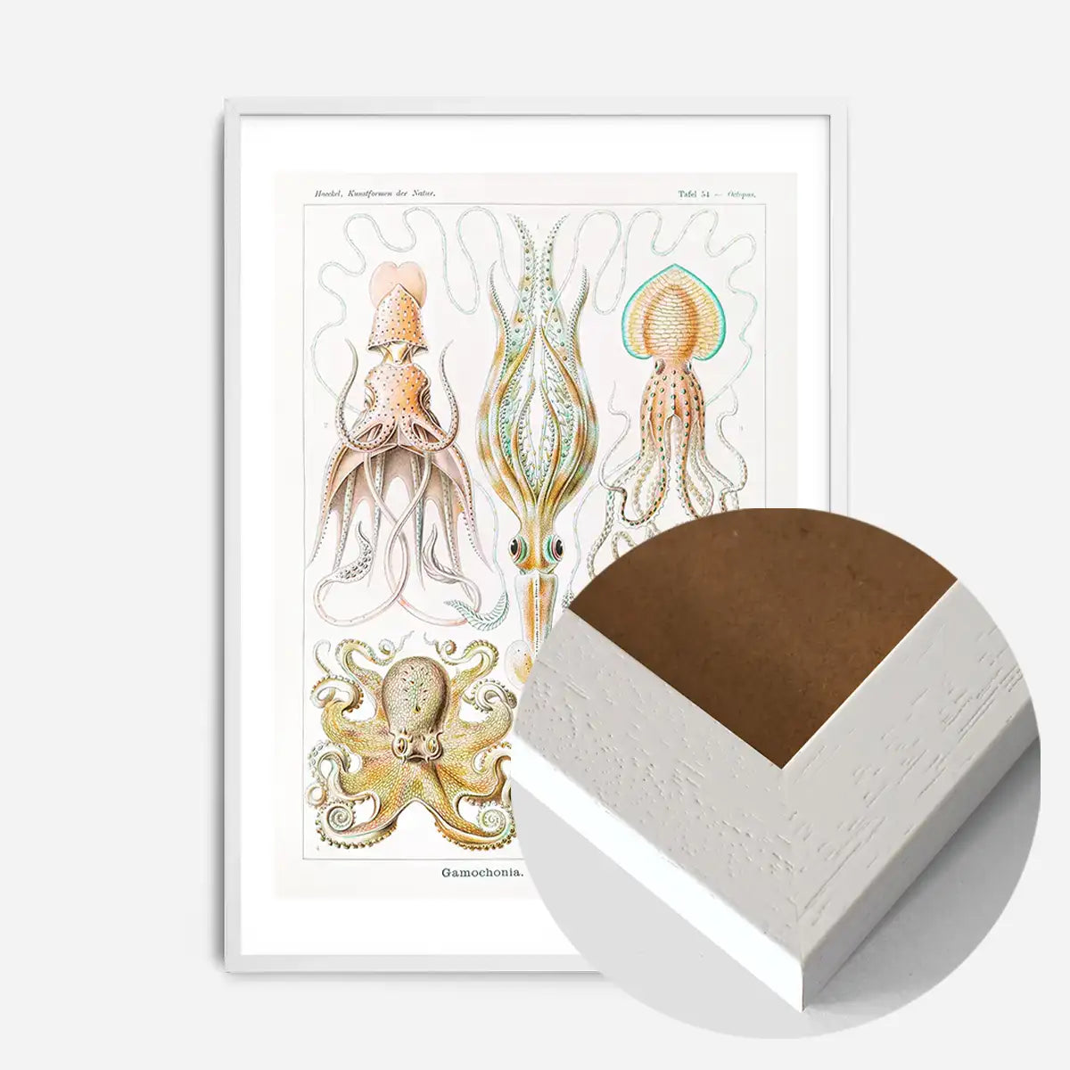 Gamochonia Octopus and Squid Vintage Antique Print