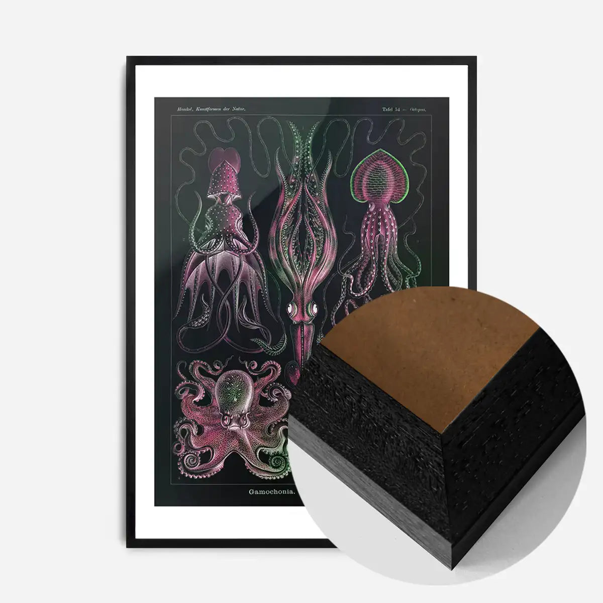 Gamochonia Octopus and Squid Vintage Black Antique Print