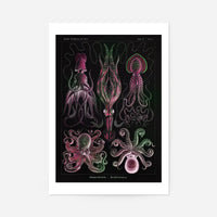Gamochonia Octopus and Squid Vintage Black Antique Print