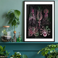 Gamochonia Octopus and Squid Vintage Black Antique Print