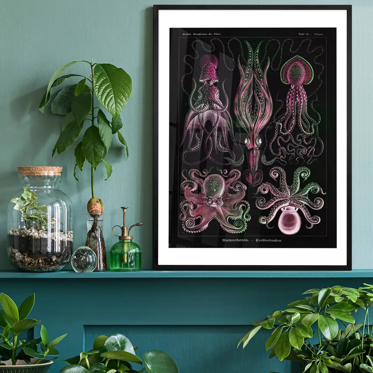 Gamochonia Octopus and Squid Vintage Black Antique Print