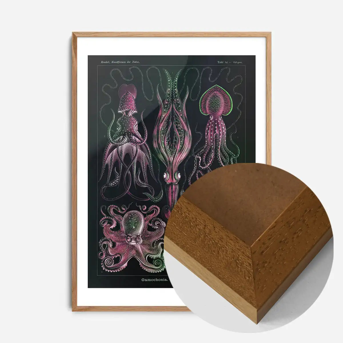 Gamochonia Octopus and Squid Vintage Black Antique Print