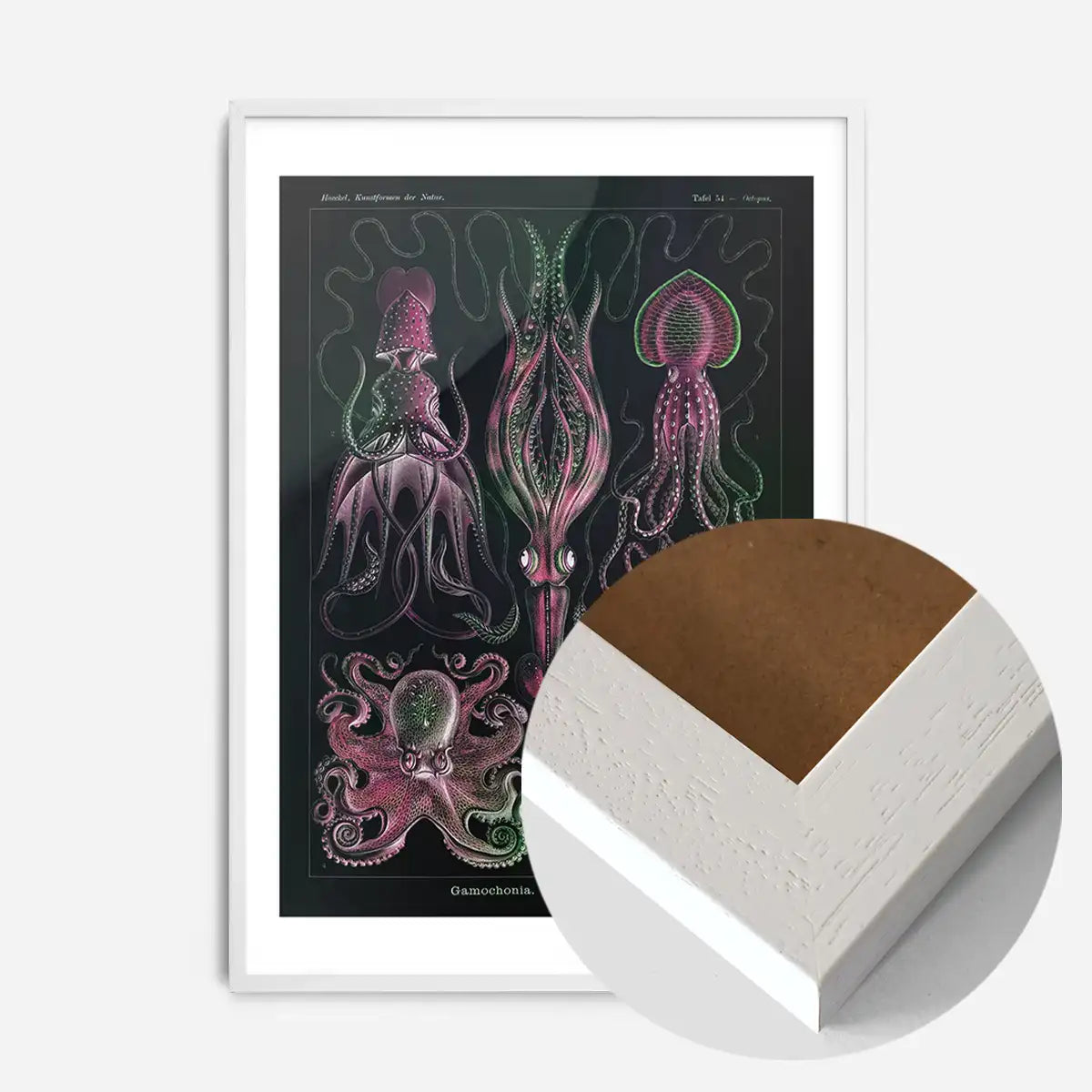 Gamochonia Octopus and Squid Vintage Black Antique Print