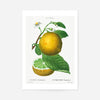 Grapefruit Vintage Black Antique Print