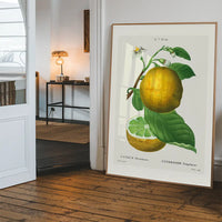 Grapefruit Vintage Black Antique Print