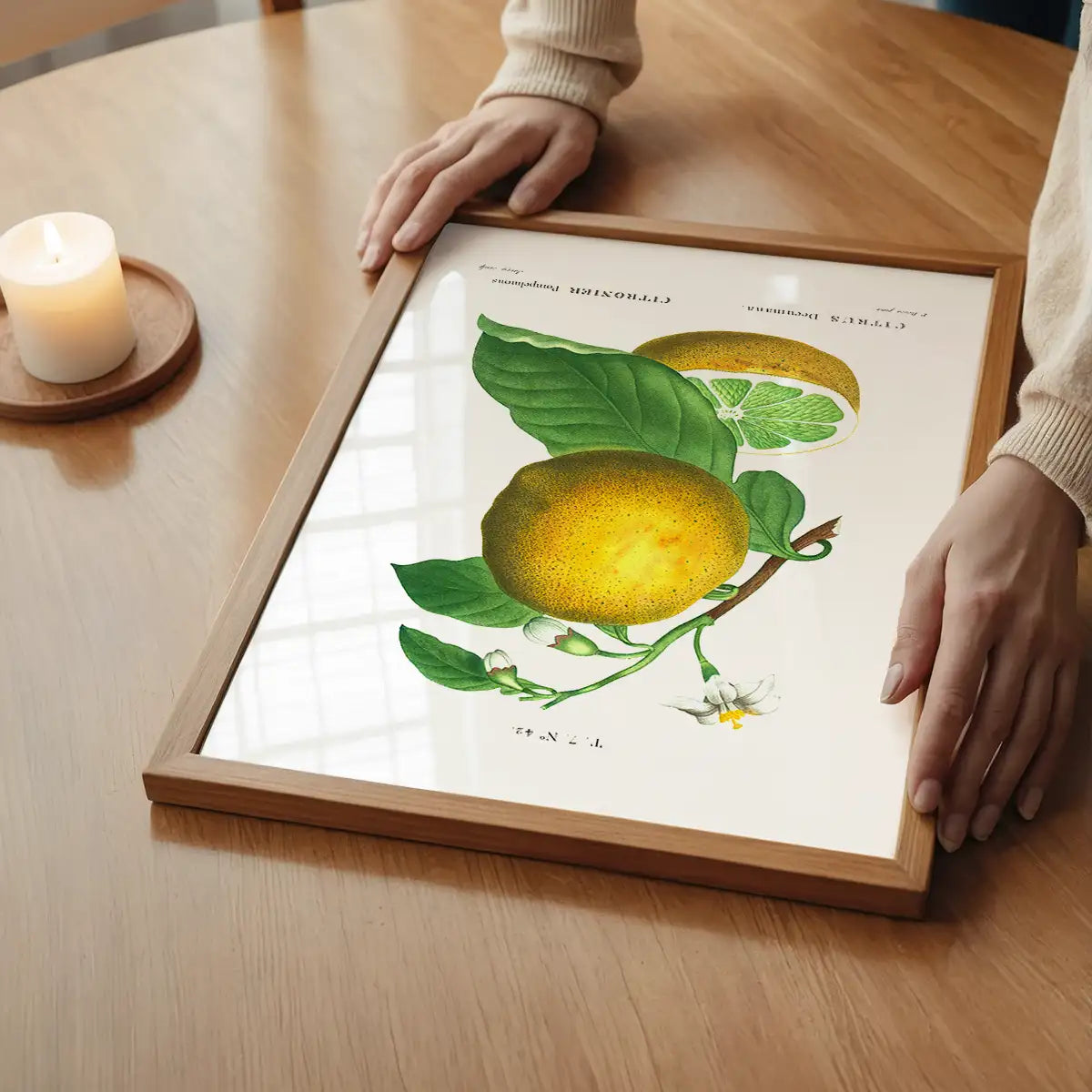 Grapefruit Vintage Black Antique Print