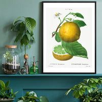 Grapefruit Vintage Black Antique Print