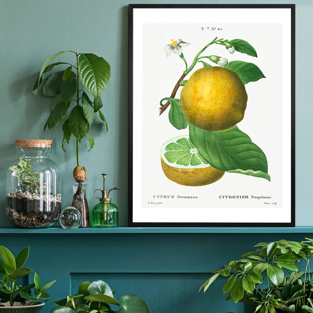 Grapefruit Vintage Black Antique Print