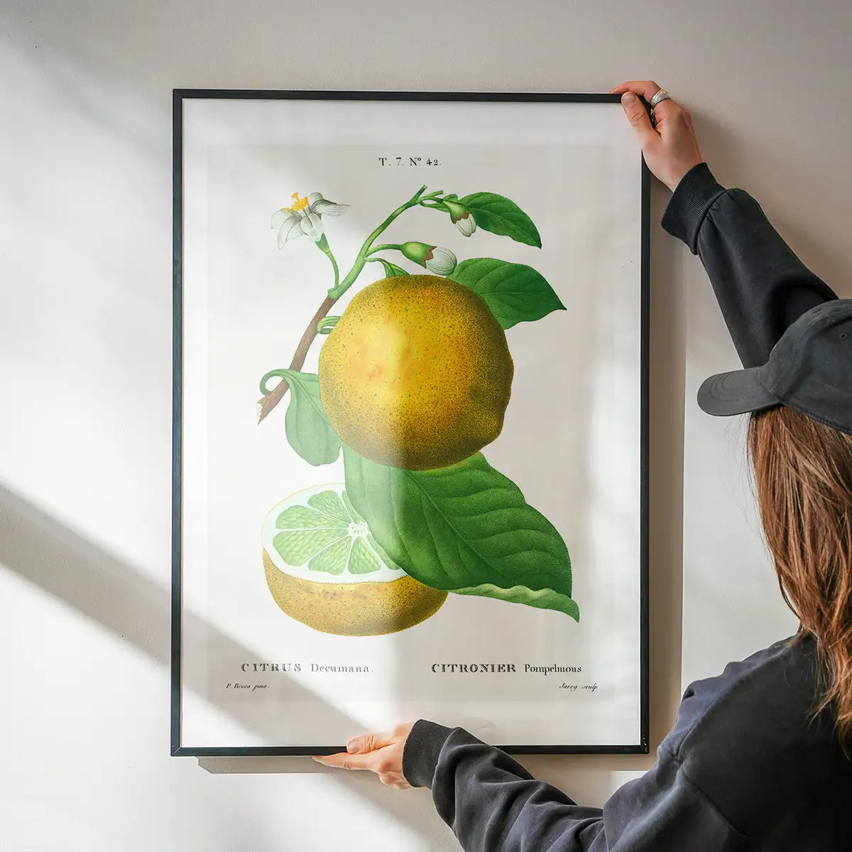 Grapefruit Vintage Black Antique Print