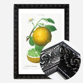 Black Ornate Frame