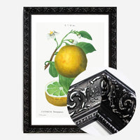 Grapefruit Vintage Black Antique Print