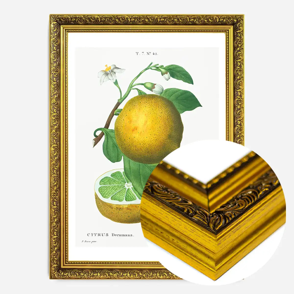 Grapefruit Vintage Black Antique Print