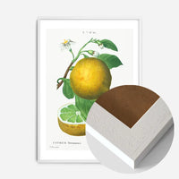Grapefruit Vintage Black Antique Print