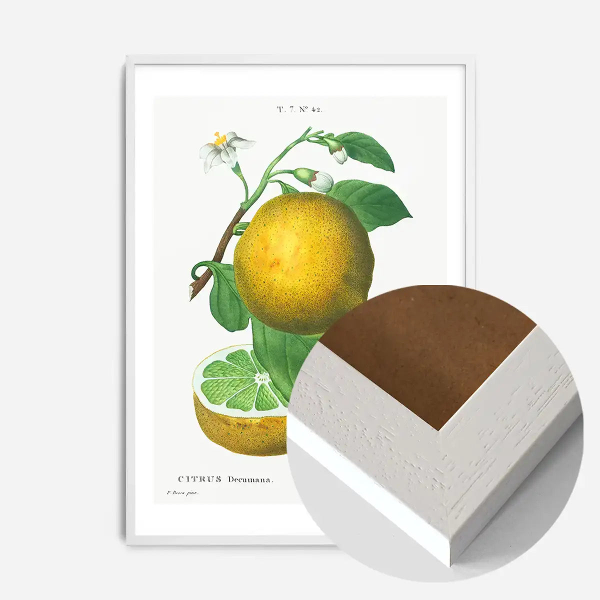 Grapefruit Vintage Black Antique Print
