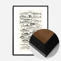 Fish Chart Vintage Antique Print